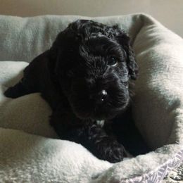 Cockapoo Puppies from Oodles of Doodles and Love
