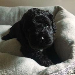 Cockapoo Puppies from Oodles of Doodles and Love