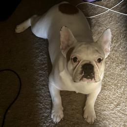 Rocket - French Bulldog