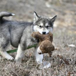 Alaskan Malamute Puppies from North Shore Alaskan Malamutes
