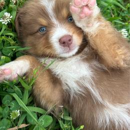 Cookie - Red tri-color female Australian Shepherd puppy in Sheridan, Arkansas from Runnin’ Wild Ranch Aussies