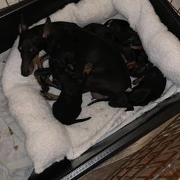 Ibizan Hound and Manchester Terrier Puppies from Ahram Ibizan hounds and Manchester Terriers