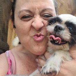 Anna - Shih Tzu