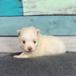 Kiara - White female Pomsky puppy in Krum, Texas from Paw-Some Pomskies