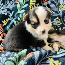 Pembroke Welsh Corgi Puppies from Nunas Corgis