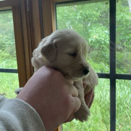 Goldendoodle Puppies from Island Doodles of Maine