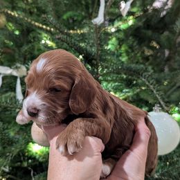 Bluey - Red and white male Cockapoo puppy in Strasburg, Pennsylvania from Dana's Domain Cockapoos