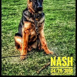 German Shepherd Puppies from Countryside Kennel