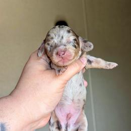 Woody - Dapple male Dachshund puppy in Hornbeck, Louisiana from A&Z Mini Dachshunds