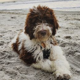 Bramble  - Aussiedoodle