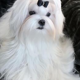 River - Maltese