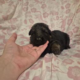 Red collar female - Black and red female German Shepherd puppy in Eugene, Oregon from Vom Osuna K9s