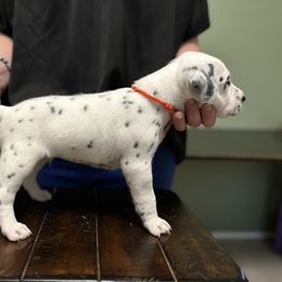 Dalmatian Puppies from ArmySoldier Dalmatians