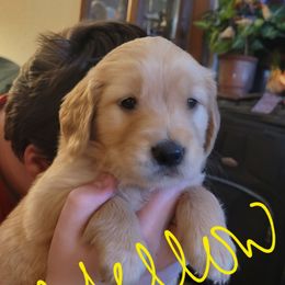 Yellow collar - Golden female Golden Retriever puppy in Brush Prairie, Washington from Paradise Peaks