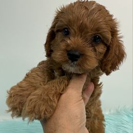 Pumba - Red male Cavapoo puppy in Miami, Florida from Mario’s Pups