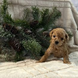 Cavapoo, Cockapoo, and Poodle Puppies from Shaffer Top Notch Puppies