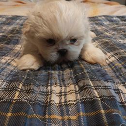 Boy 2 - Cream and white male Shih Tzu puppy in Eastanollee, Georgia from G & J Shih Tzu