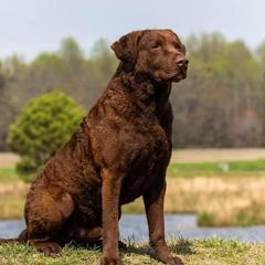 Triton - Chesapeake Bay Retriever