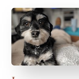 Luna - Havanese