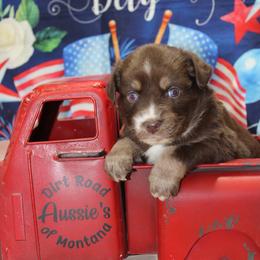 Red Tri - Red tri male Miniature Australian Shepherd puppy in Ronan, Montana from Dirt Road Aussie’s of Montana