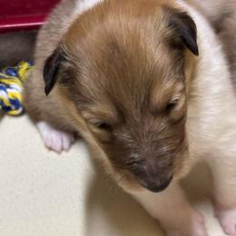 Denver - Sable and white male Collie puppy in Norris City, Illinois from Hoskins Collies