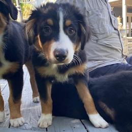 Sparrow M 2 - Black tri-color Australian Shepherd puppy in Deer Park, Washington from Weber Mt Aussies
