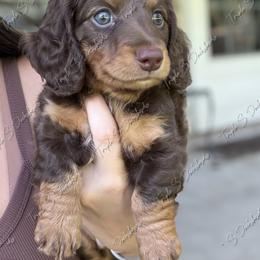 Dachshund Puppies from Triple S Dachshunds