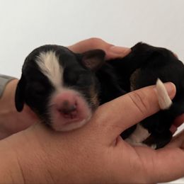 Love Bug - Tri-color female Bernedoodle puppy in Las Vegas, Nevada from Perfect Bernedoodles