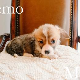 Nemo - Red male Pembroke Welsh Corgi puppy in Bend, Oregon from Highland Meadow Corgis