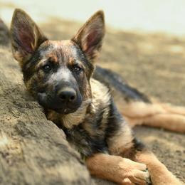 German Shepherd Puppies from Auf der Marquis German Shepherds