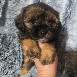 Bowen - Black and tan male Cavapoo puppy in Lebanon, Kentucky from Mosaic Merle Doodles