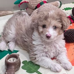 Sierra - Red merle female Aussiedoodle puppy in Post Falls, Idaho from North Idaho Miniature Aussiedoodles
