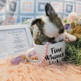 Chihuahua Puppies from Fine Whines & Lickers