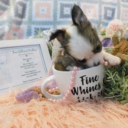 Chihuahua Puppies from Fine Whines & Lickers