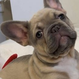 French Bulldogs from Del Jefe Frenchies