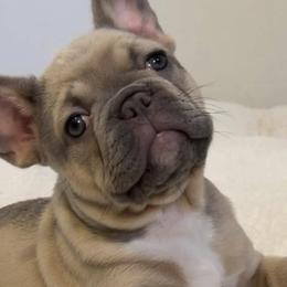 French Bulldogs from Del Jefe Frenchies