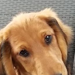 Beagles, Dachshunds, and Labrador Retrievers from Jackpot Farms