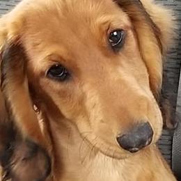 Beagles, Dachshunds, and Labrador Retrievers from Jackpot Farms