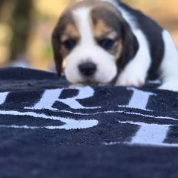 Girl 5 - Black tan and white female Beagle puppy in Napavine, Washington from StormyDaze Labradors & Beagles