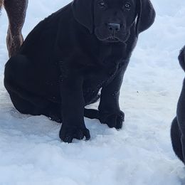 Labrador Retriever and Scottish Terrier Puppies from Stephanie Shelton's Labs and Scottish Terriers