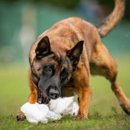 Miney - Belgian Malinois