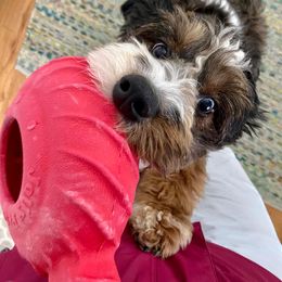 Aussiedoodle Puppies from A Dose Of Doodle