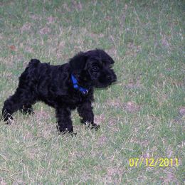 Miniature Schnauzer Puppies from Bizzy Acres Miniature Schnauzers