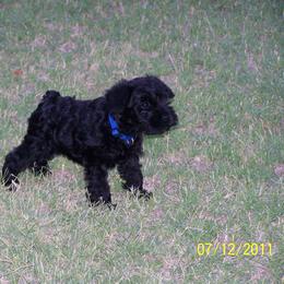 Miniature Schnauzer Puppies from Bizzy Acres Miniature Schnauzers