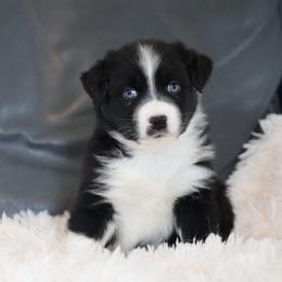 Achilles - Black & white male Australian Shepherd puppy in Quincy, Massachusetts from William's Aussies