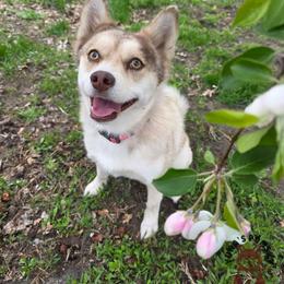 Momo - Pomsky