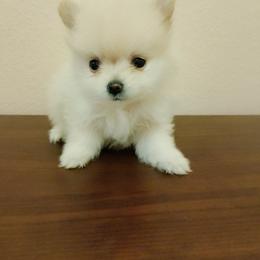 Romeo - Cream male Pomeranian puppy in Amarillo, Texas from Jamie's Pomeranians