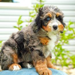 Carrie - Blue merle female Bernedoodle puppy in Dundee, Ohio from Down Home Doodle