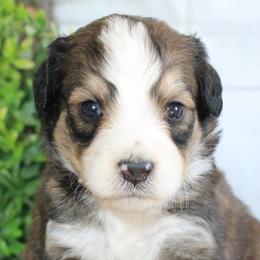 Bernedoodles and Sheepadoodles from Cooper Creek Puppies
