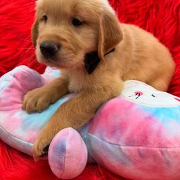 Golden Retriever Puppies from American True Golden retriever